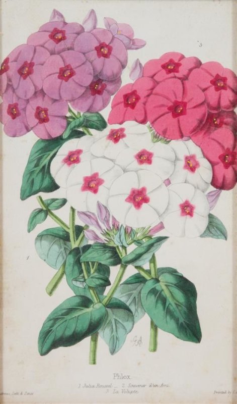 Флокс Джулия