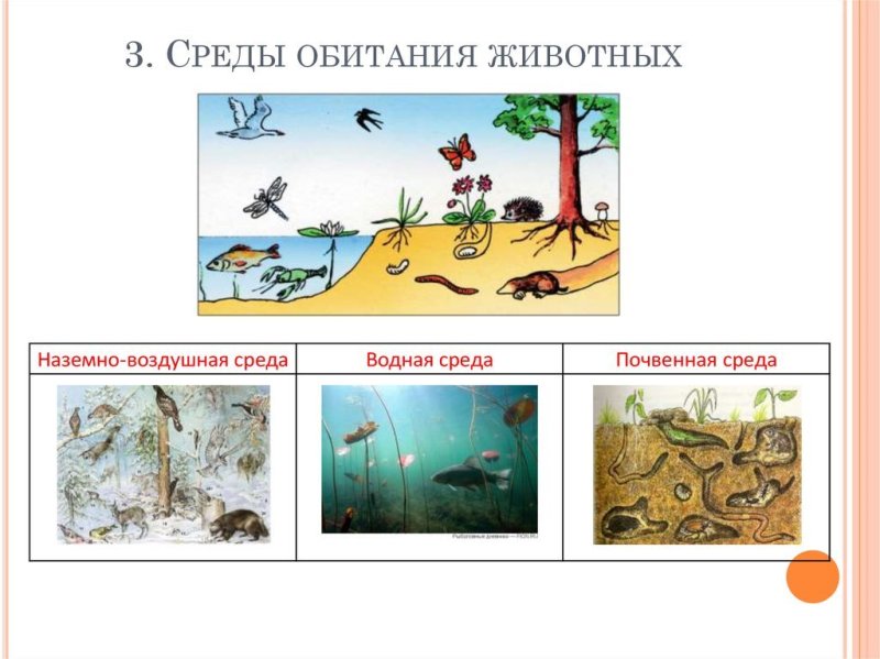 Среда обитания