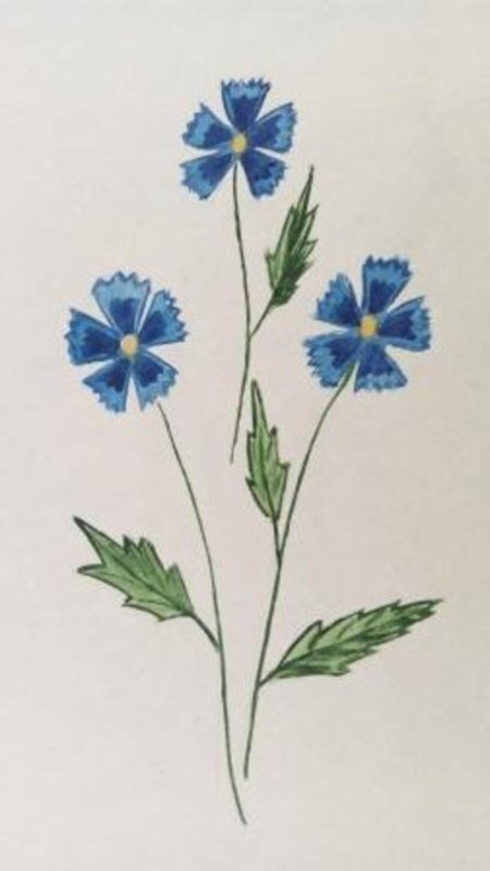Васильки рисунок
