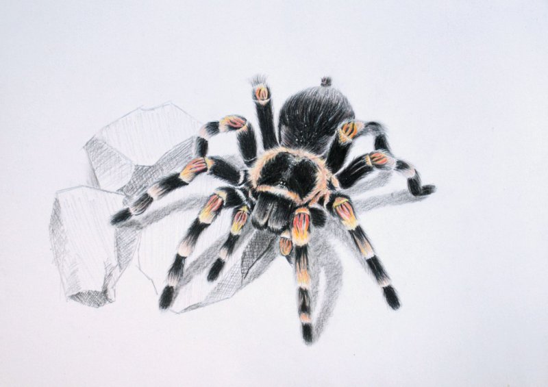 Крандашом Южнорусский Тарантул