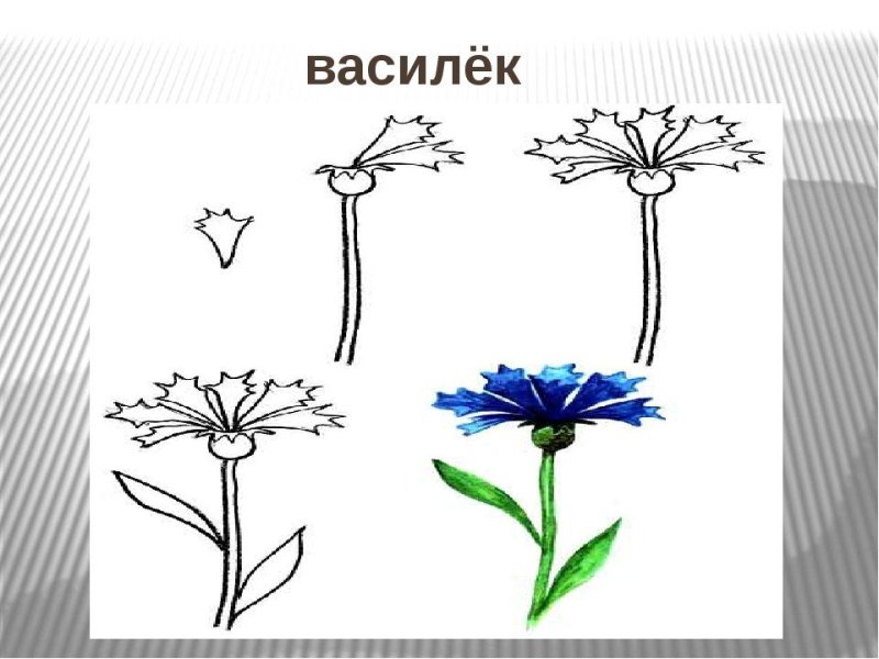 Василек рисунок