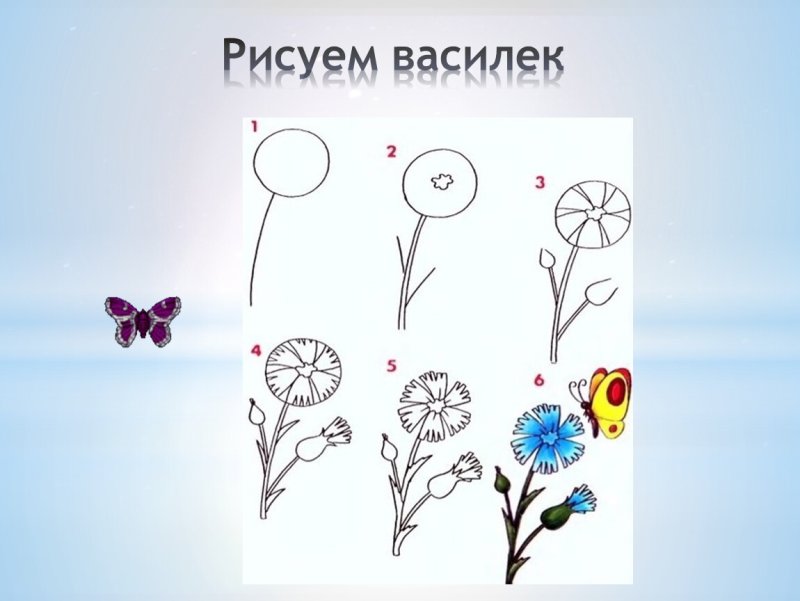 Как рисовать Василек
