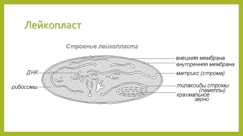 Лейкопласты строение клетки растения