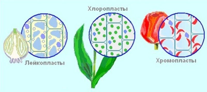 Хлоропласты хромопласты лейкопласты