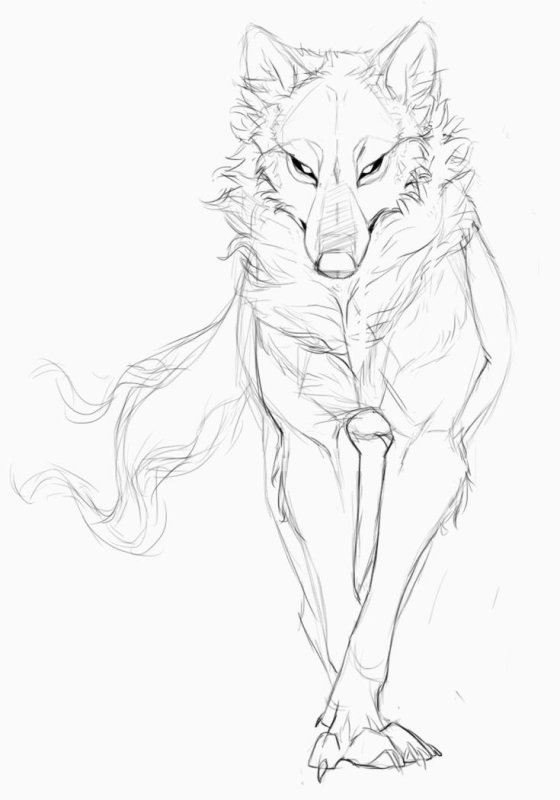 Волк карандашом