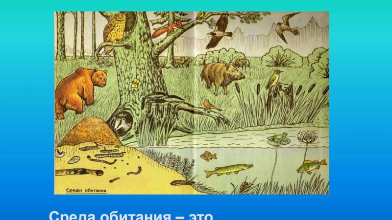 Обитатели наземной среды
