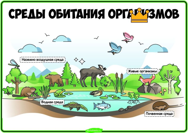 Водная и наземно воздушная среда обитания