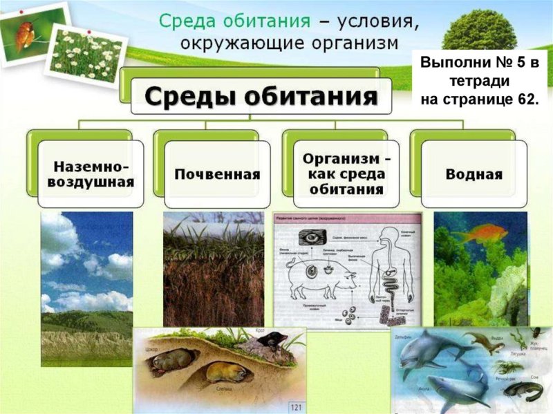 Среда обитания виды