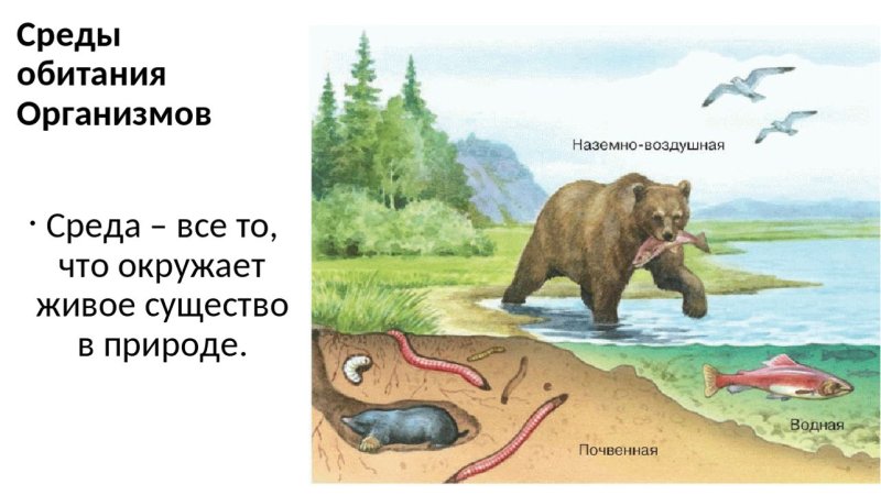 Организмы разных сред обитания