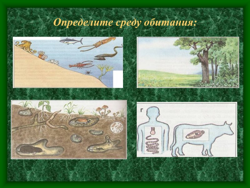Среды жизни организмов