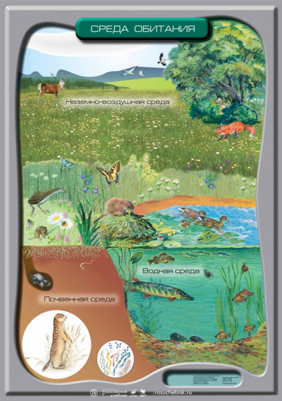 Среды обитания животных плакаты