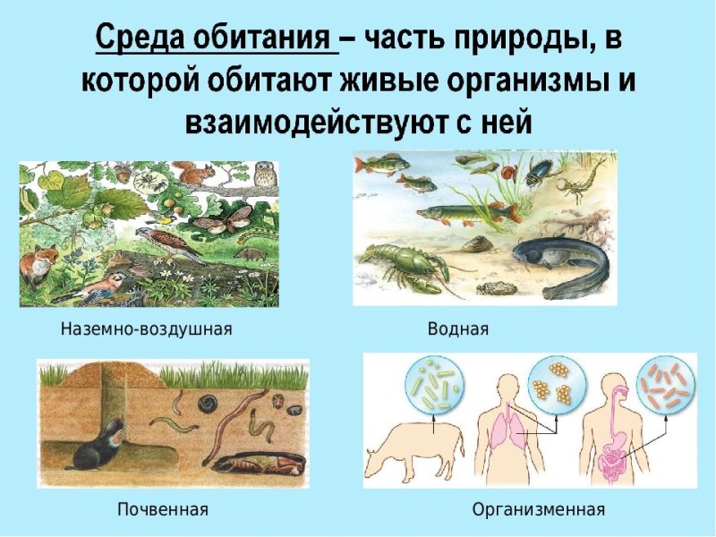 Среды обитания живых организмов