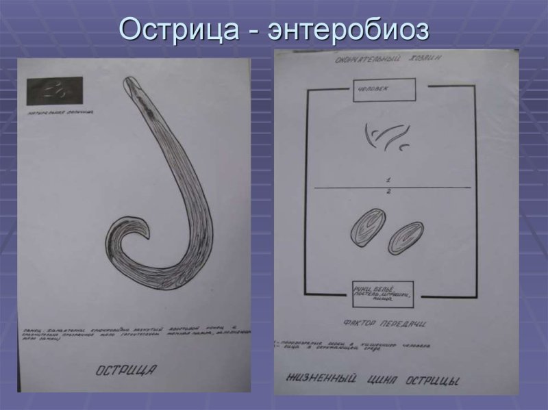 Острица детская рисунок