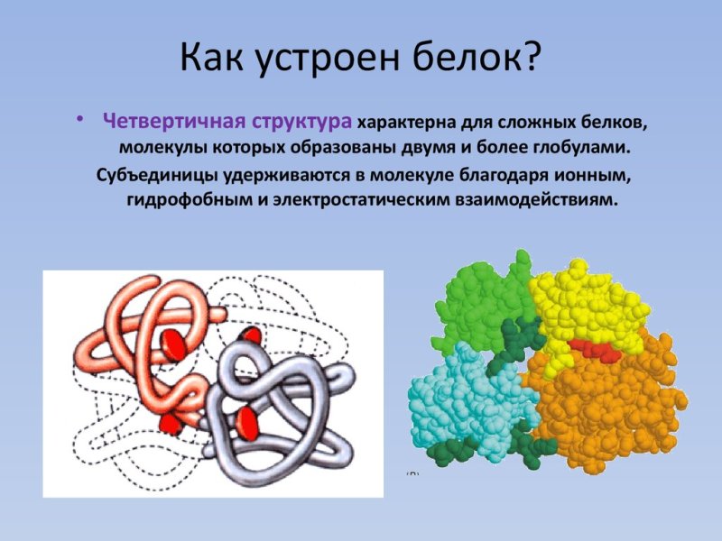 Белки третичная структура и четвертичная