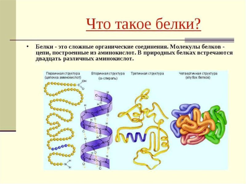 Белки биология