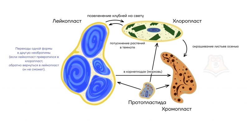 Хлоропласты хромопласты лейкопласты