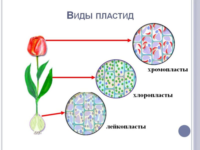 3 Вида пластид