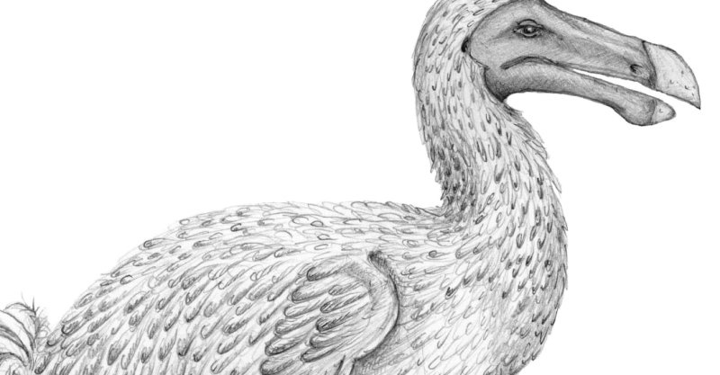 Маврикийский Дронт черно белый