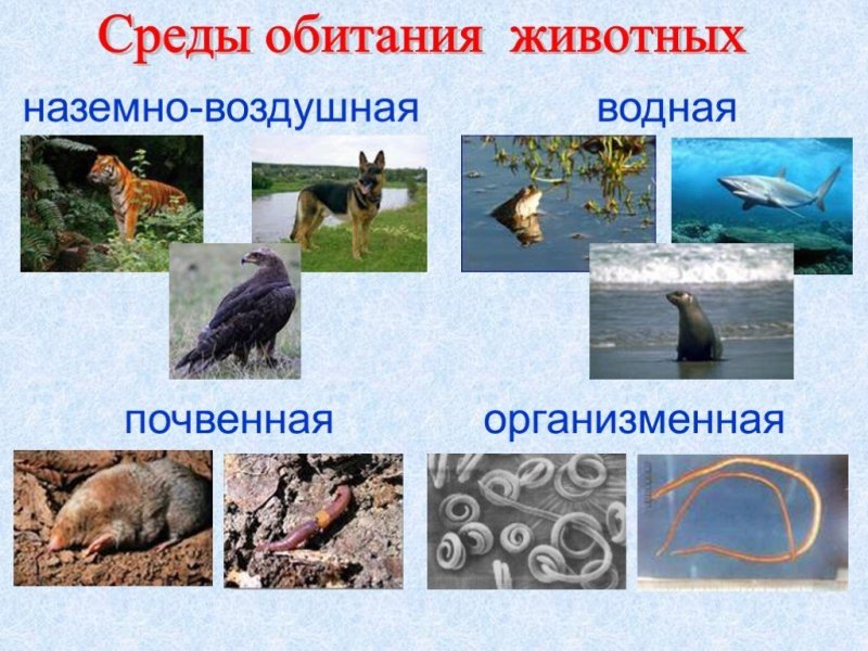 Воздушная среда обитания животных