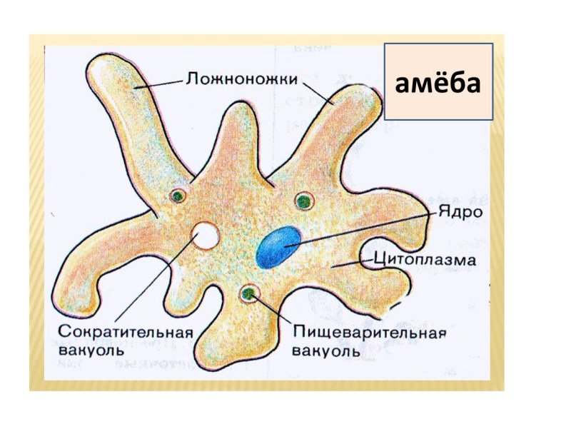 Амеба Протей рисунок