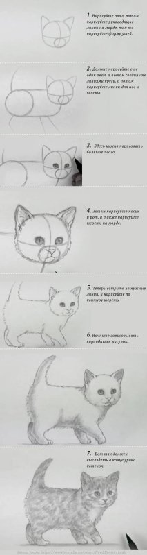 Поэтапное рисование кошки