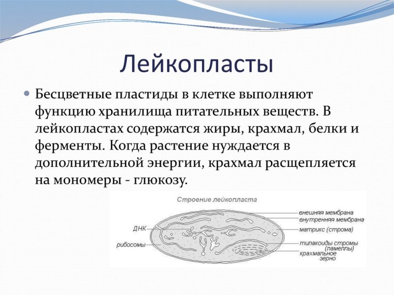 Строение органоида лейкопласты