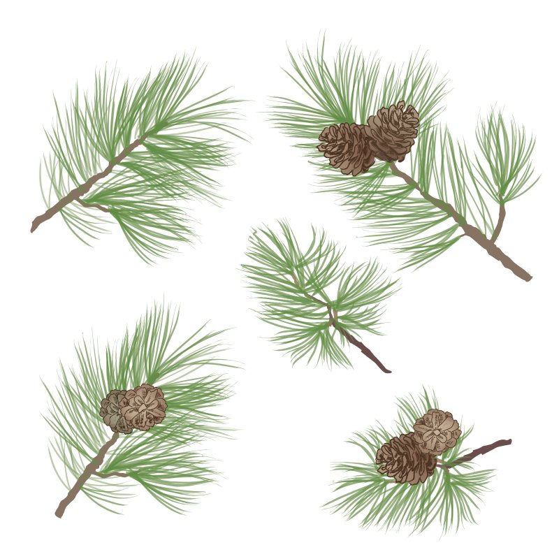 Веточка хвойного дерева