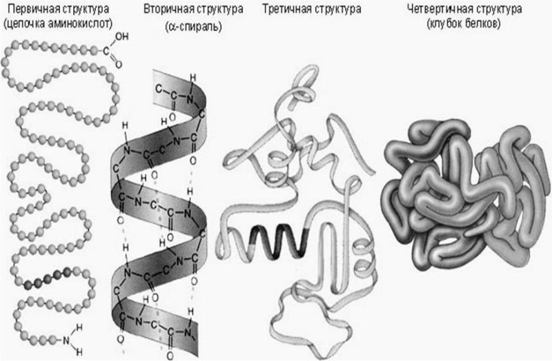 Первичная структура белка состоит