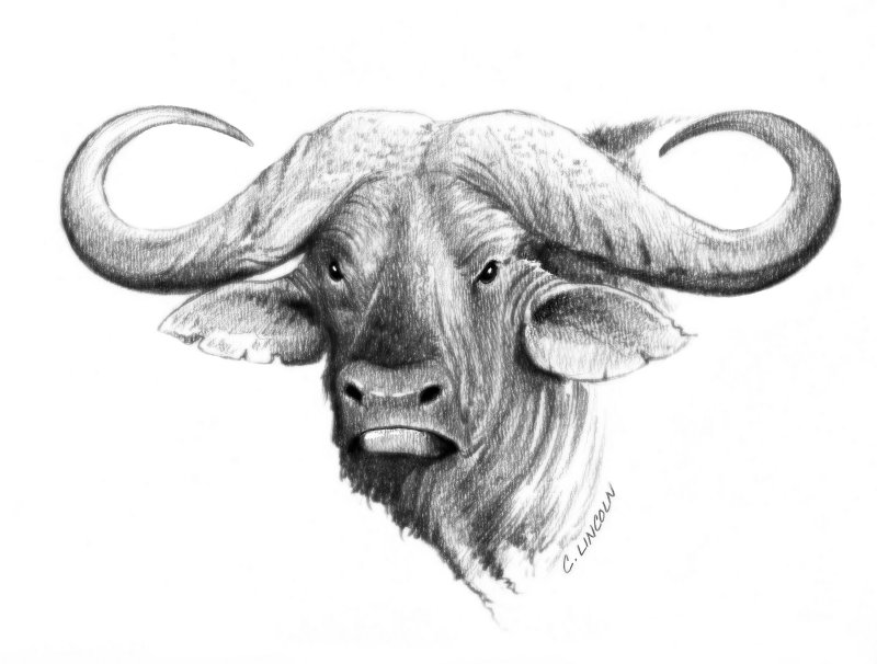 Африканский буйвол