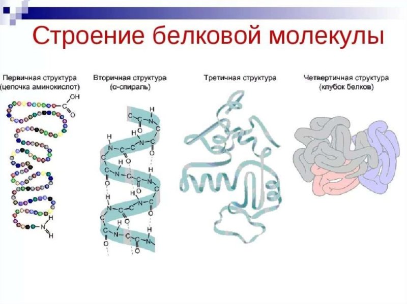 Схема первичной и вторичной структуры белка