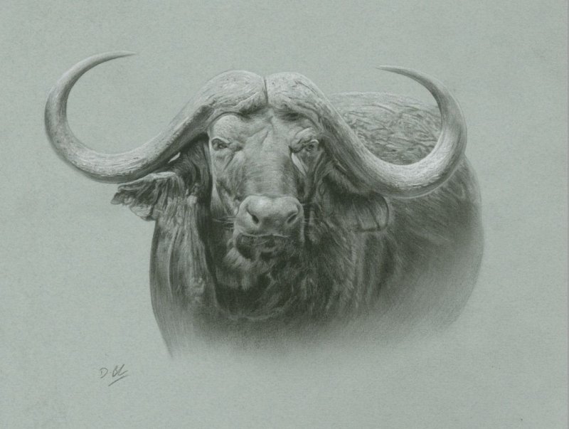 Буйвол зарисовка