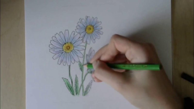 Ромашка рисунок карандашом