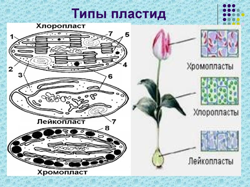 Пластиды хлоропласты