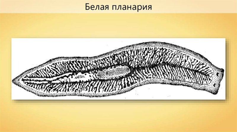 Белая планария биология