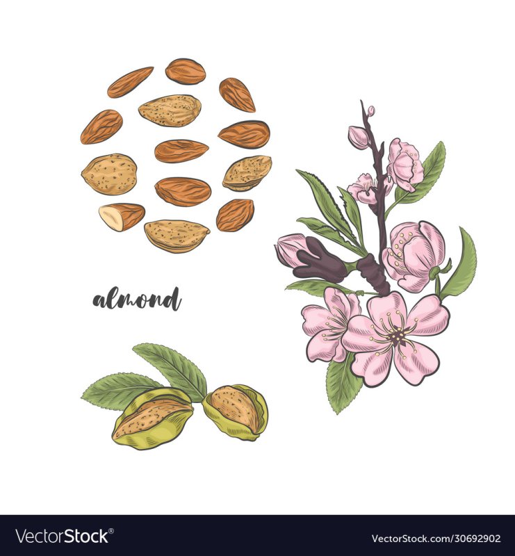 Миндаль рисунок