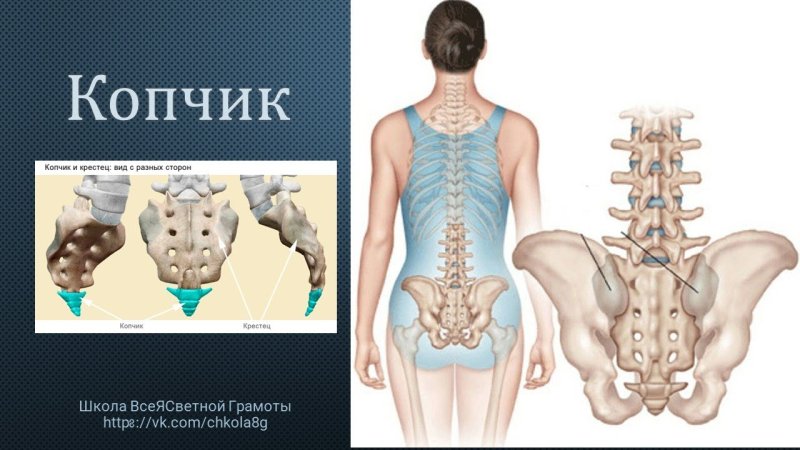 Как называют копчик лягушатник