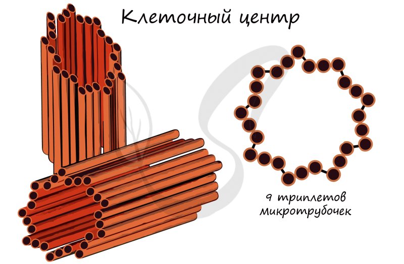 Строение центриоли клетки
