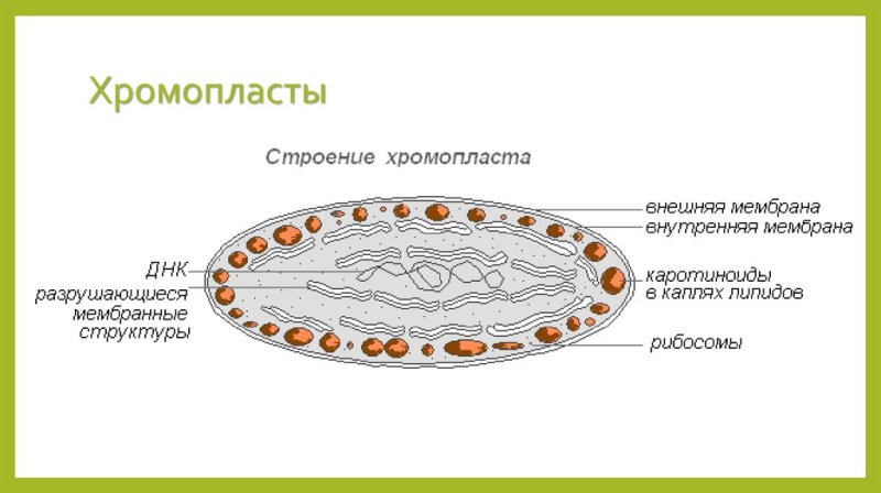Строение хромопластов в клетке