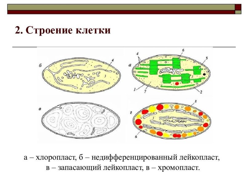 Строение хлоропласта лейкопласта и хромопласта