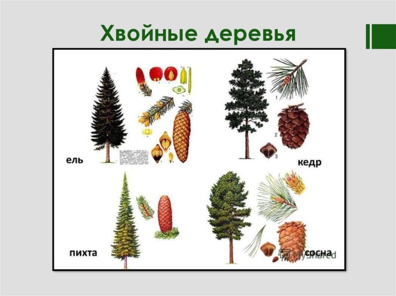 Ель сосна пихта лиственница