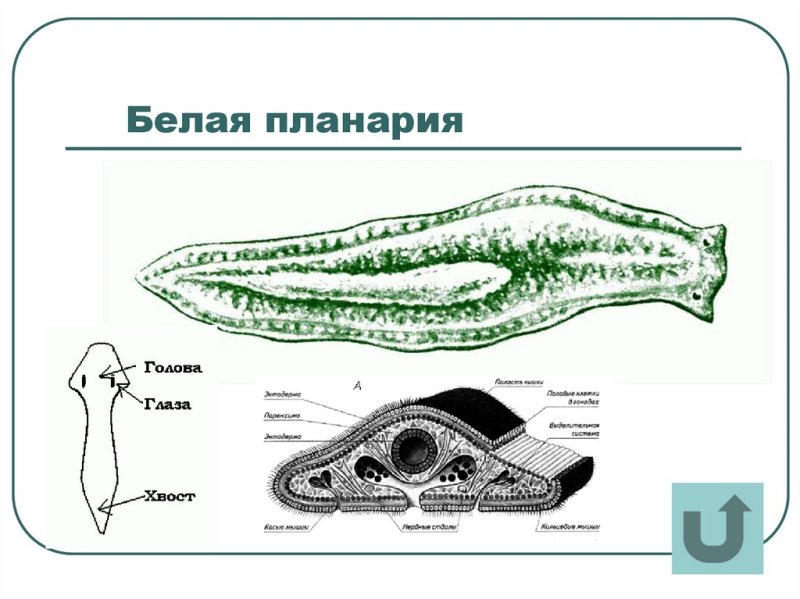 Белая планария строение рисунок