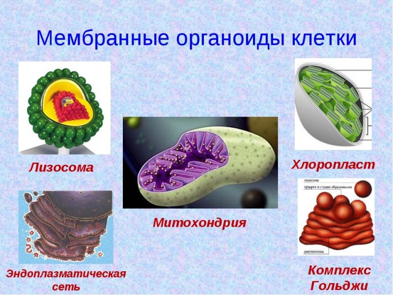 Органоиды (органеллы) – биология