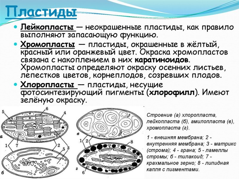 Пластиды хлоропласты хромопласты лейкопласты строение