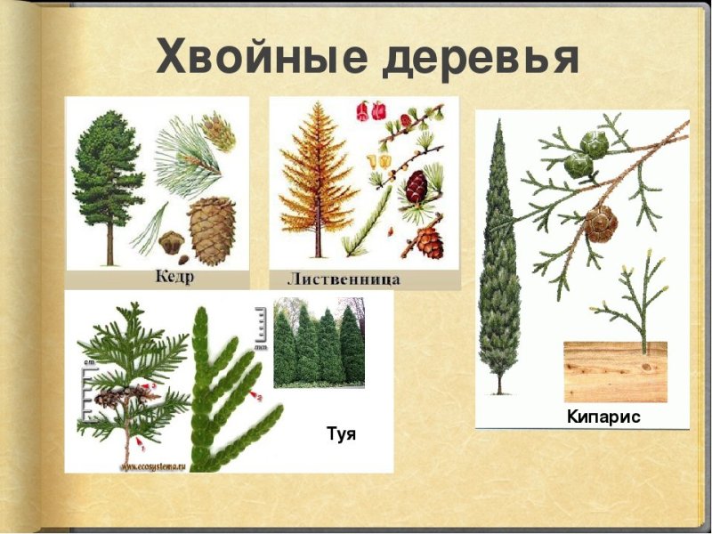 Ель кедр сосна Кипарис лиственница можжевельник хвойные растения