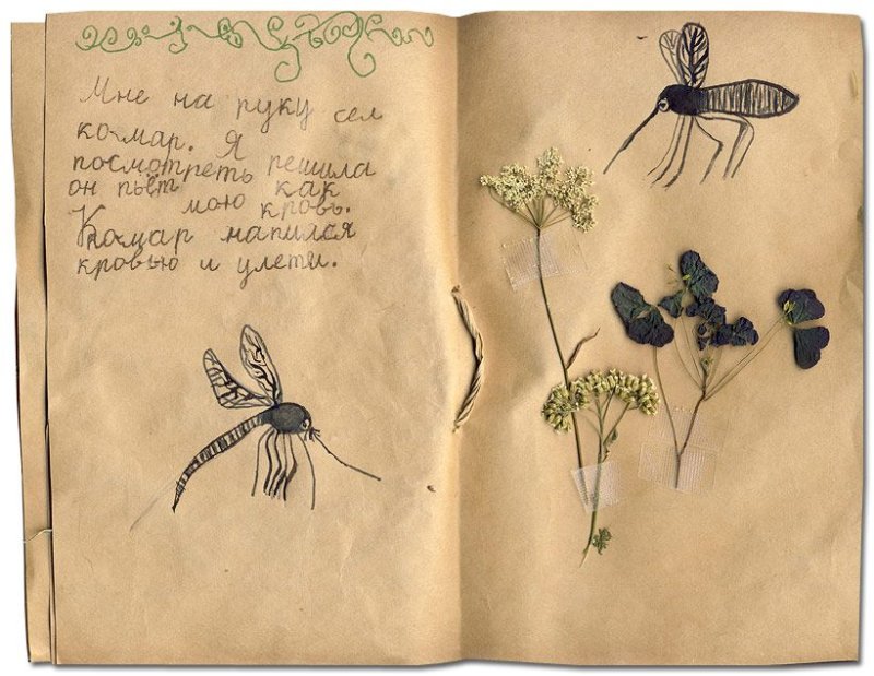 Гербарий дневник