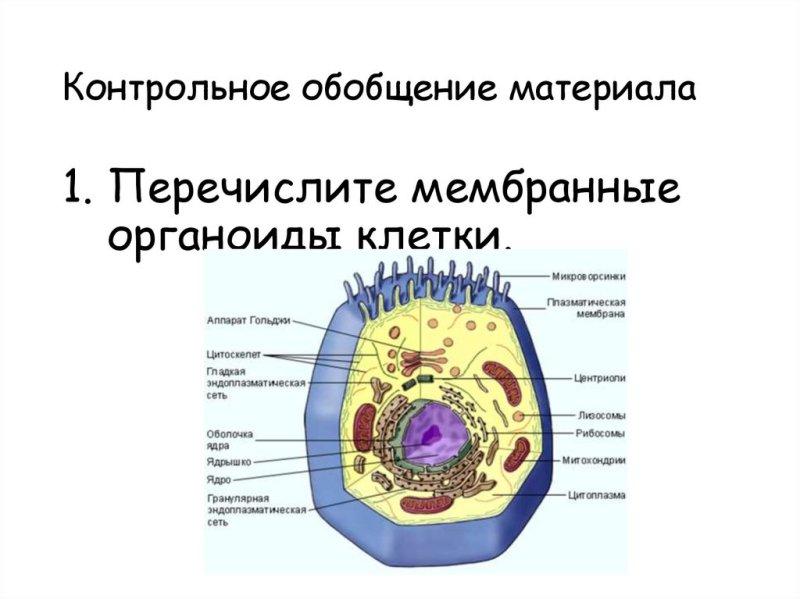 Клеточные органоиды рисунок