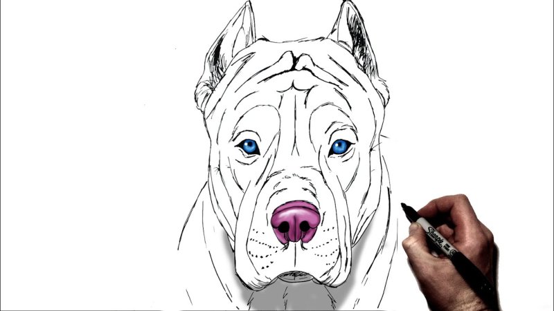 how to draw a pitbull