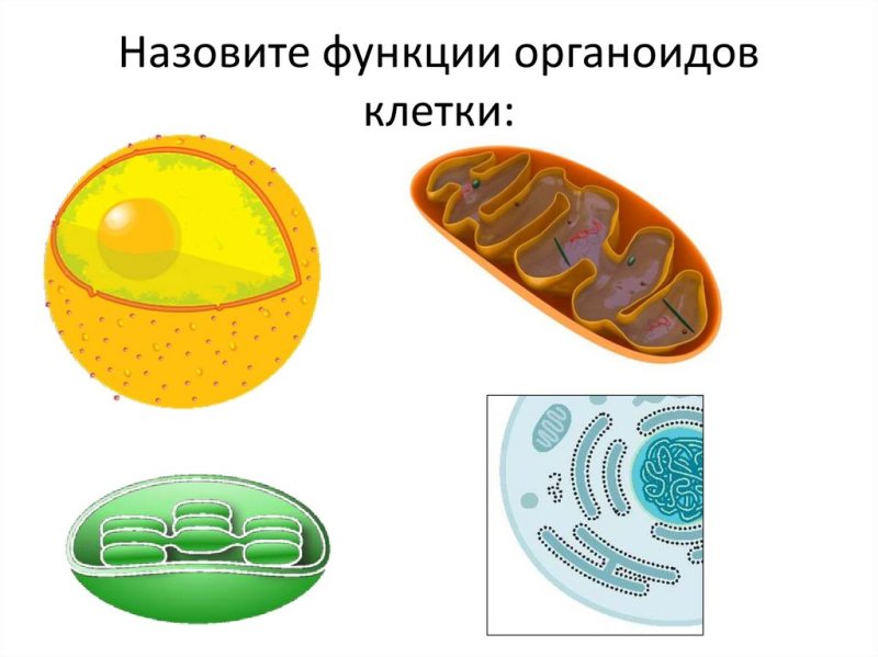 Orgonoidi kletki
