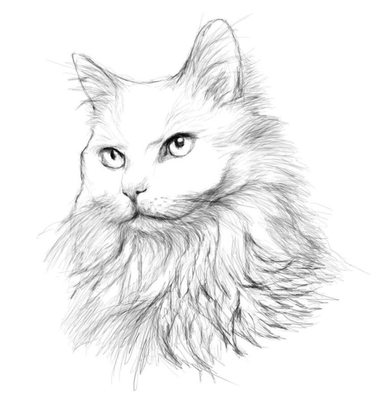 Эскиз пушистого кота