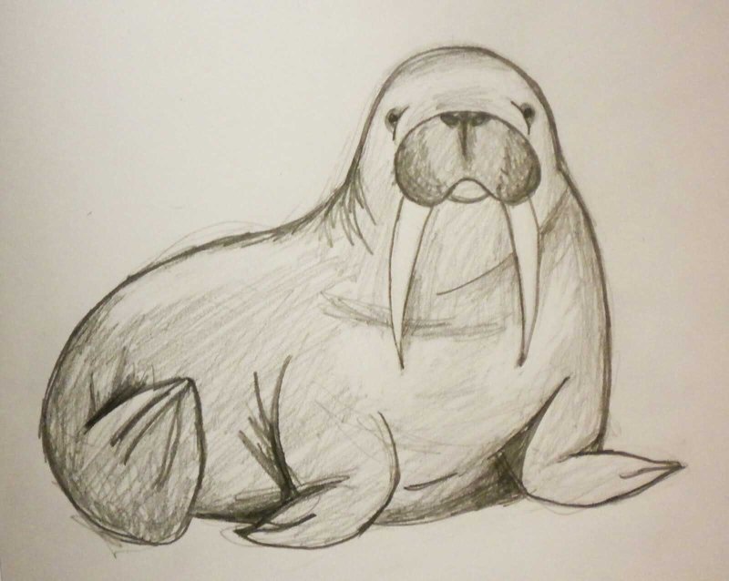 Рисование морж